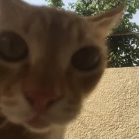 original sound - pasincognito_a2lm