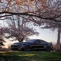 original sound - meenstang5.0