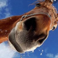 _0horsepage0_