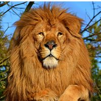 الصوت الأصلي