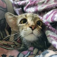 deetz_the_unique