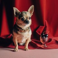 sodachihuahua