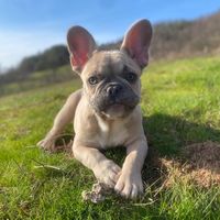 frenchie.arya