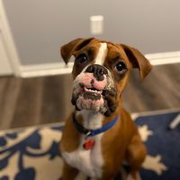 goosetheboxer