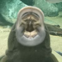 georgie.the.largie