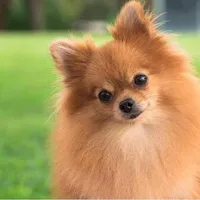 NO DEVE DARTE VERGÜENZA SER POBRE