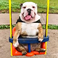 lachanchabulldog