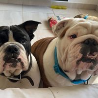 cachetesbulls