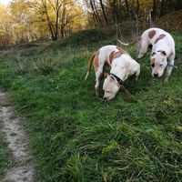 ivascupetricaemanuel