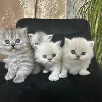 _rahim__jan_07_