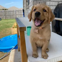 original sound - goldengirlmabel