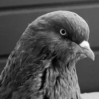 afghanpigeonlovers