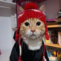 bruno_cat01