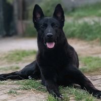 k9deizy_leyla_dogo_brave