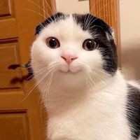 original sound - CAT