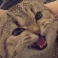 original sound - toobadyoutube