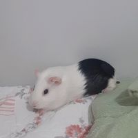 rock_pig
