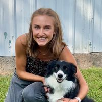 pretty border collie