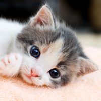 la_licorne_arc_en_ciel