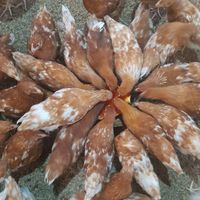 granja_avicola_gael.24