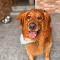 thorgolden.ofc