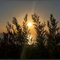 original sound - ctess68