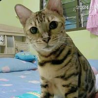 nana_darin