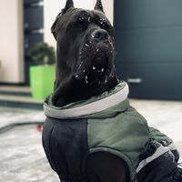 canecorsocryzer