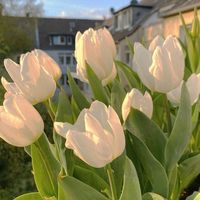 suara asli - nayaaa✮