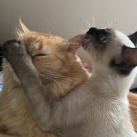 gatos_da_gllaubs