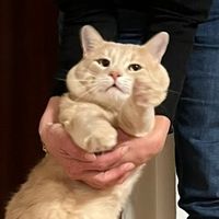 original sound - Rare Maxis