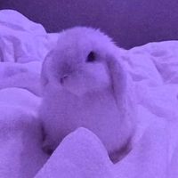oneinamelian_567