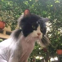 ultimate_memes_remix