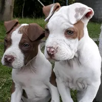 original sound - santycwszc6