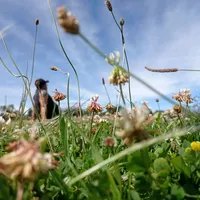 original sound - orliidrobo