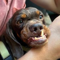 panchitodachshund
