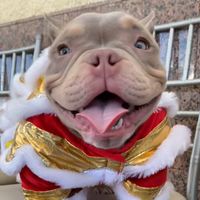 wcbullydivision_oc