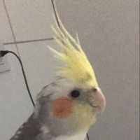 kalodorith