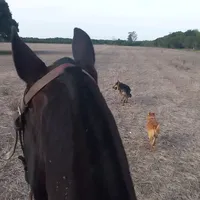 original sound - chica_de_campo