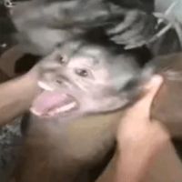 macaco.momos
