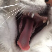 original sound - dead.2me