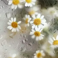 original sound - annie.19999