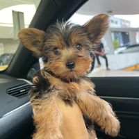 kimchi.the.yorkie