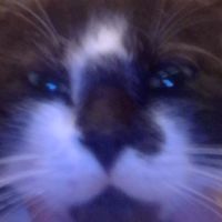 оригинальный звук