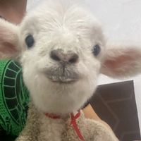 blanquita_laovejita