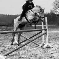 kh_horseteam