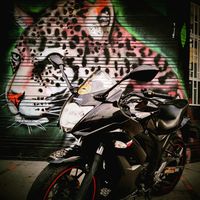 the_jockey_monkey