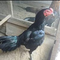 suara asli - ayam blackmamba