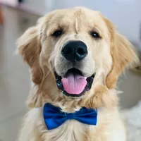 original sound - leongoldenretriever