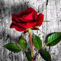 الصوت الأصلي